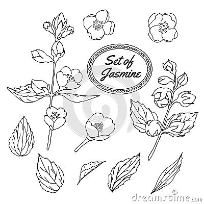 Jasmine hand drawn sketch set. Vintage vector illustration. Vector Illustration